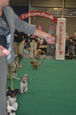 mona dogshow maasstricht dag 2 044.jpg